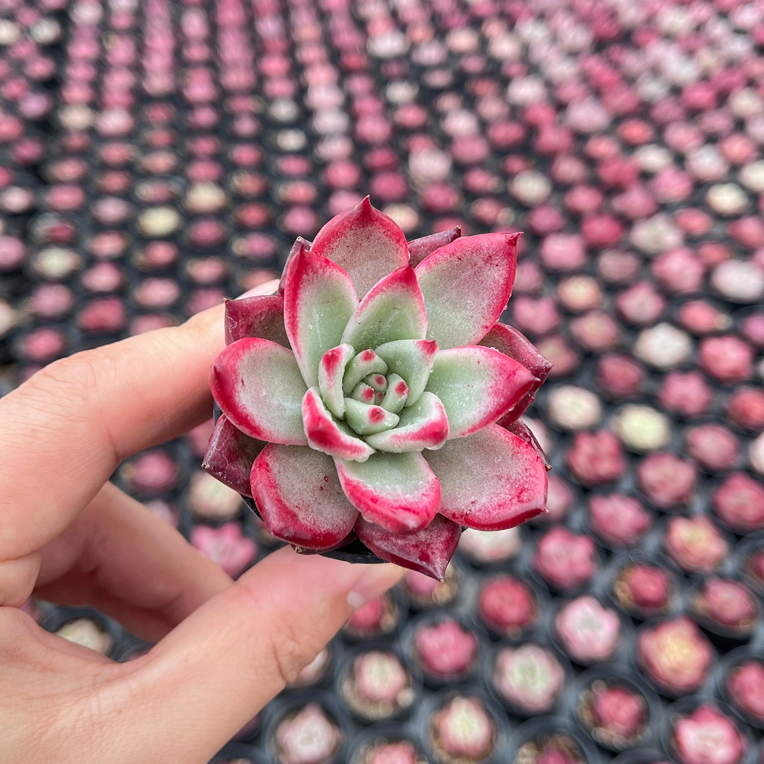 Echeveria Japanese Pink Cherry