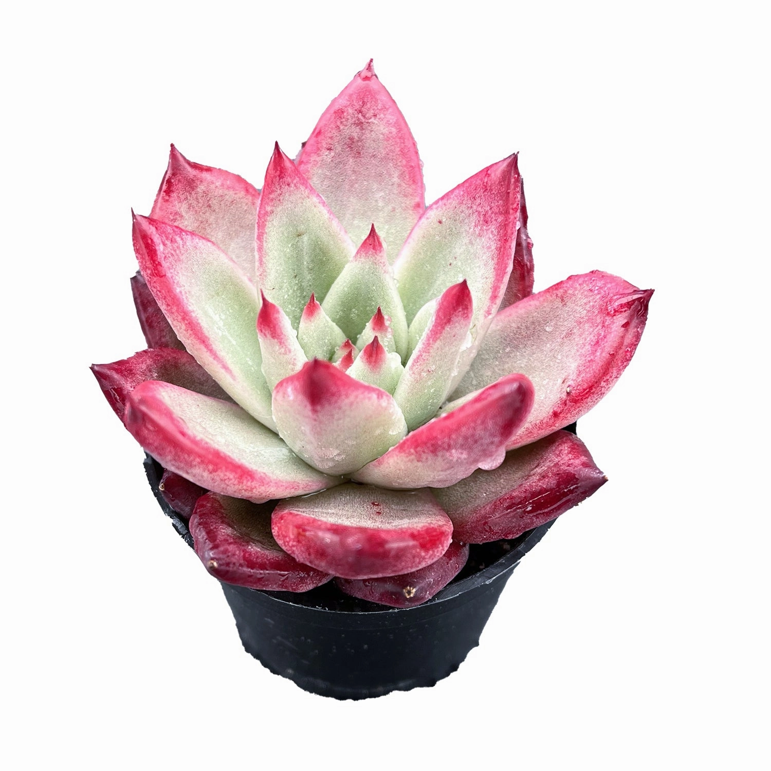 Echeveria Japanese Pink Cherry