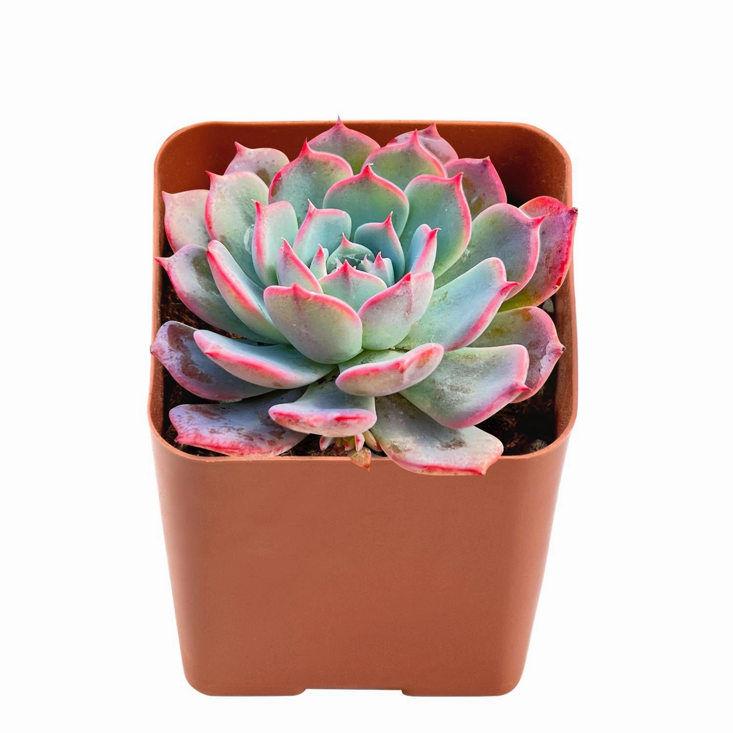 Echeveria Laurensis