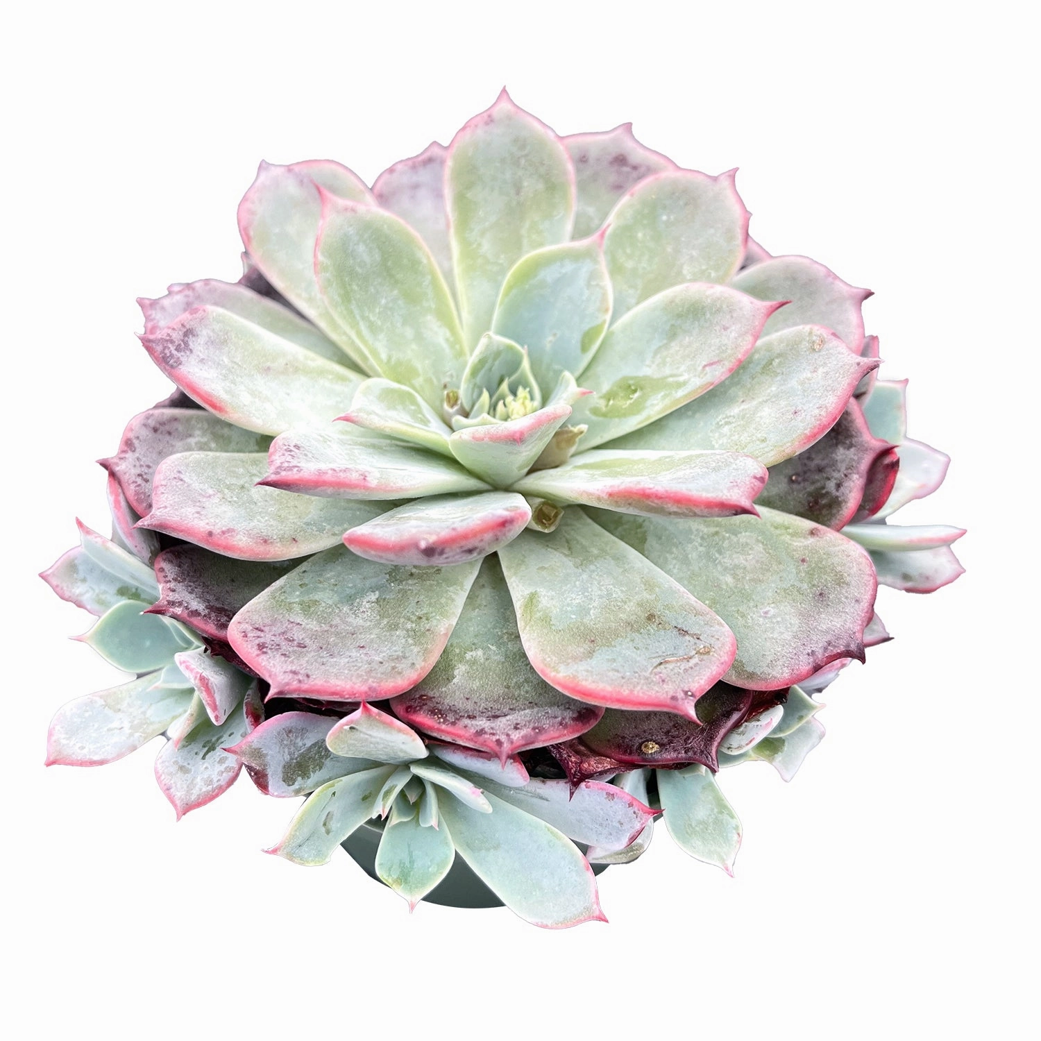 Echeveria Laurensis (4 inch)