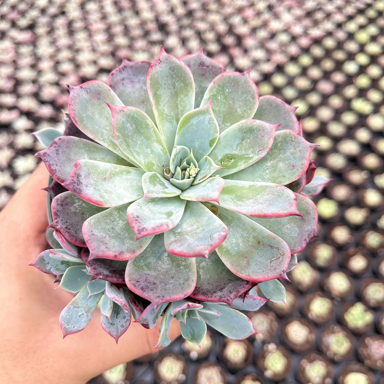 Echeveria Laurensis (4 inch)