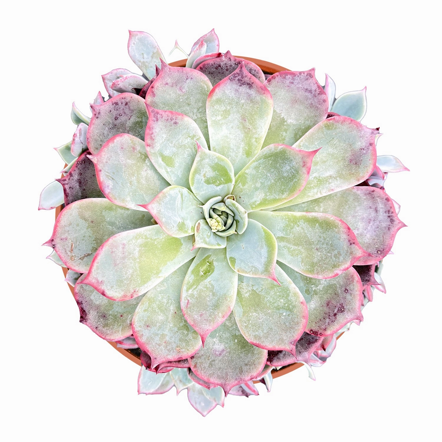 Echeveria Laurensis (4 inch) mini ornamental plant  