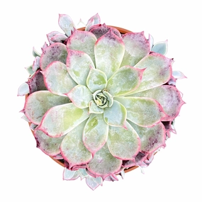 Echeveria Laurensis (4 inch) mini ornamental plant  