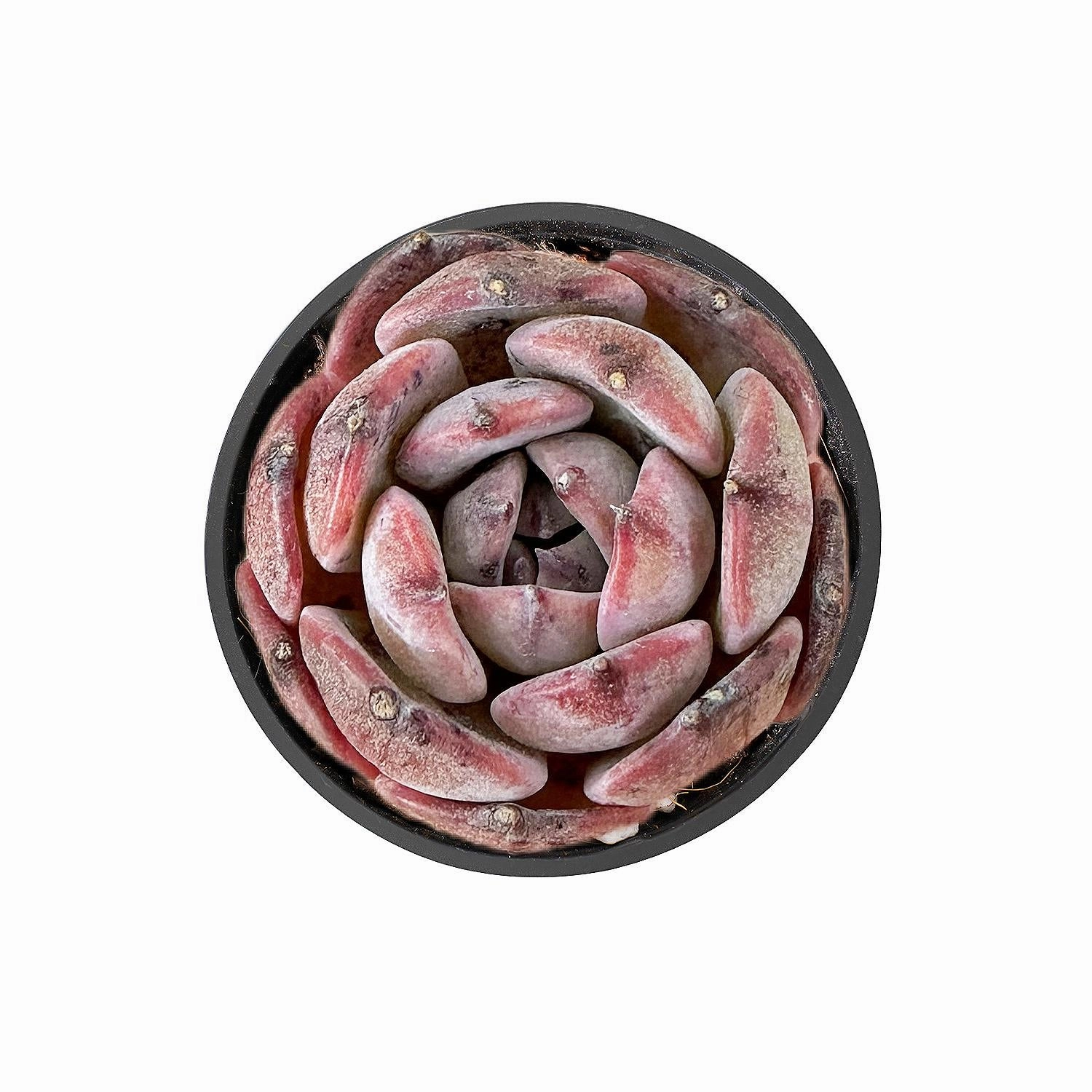 Echeveria Laurensis