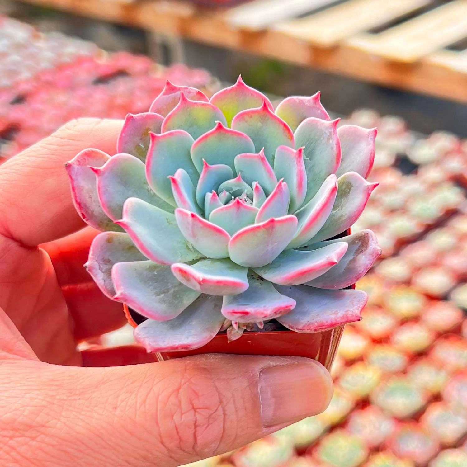 Echeveria Laurensis