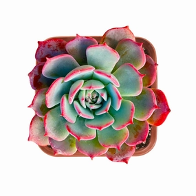 Echeveria Laurensis mini ornamental plant  