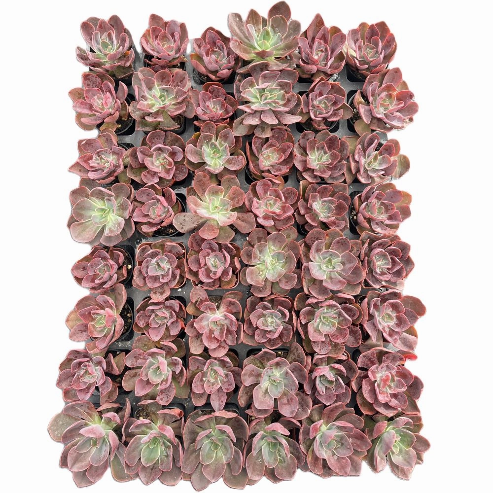 Echeveria Linda Jean / Echeveria Rob Roy Bulk 54 Tray - 2in Pot