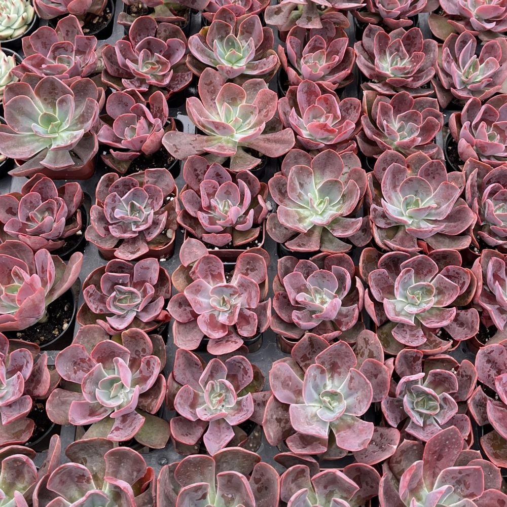 Echeveria Linda Jean / Echeveria Rob Roy Bulk 54 Tray - 2in Pot