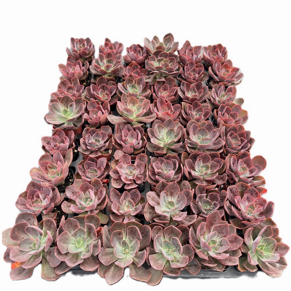 Echeveria Linda Jean / Echeveria Rob Roy Bulk 54 Tray - 2in Pot mini ornamental plant  