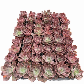 Echeveria Linda Jean / Echeveria Rob Roy Bulk 54 Tray - 2in Pot mini ornamental plant  