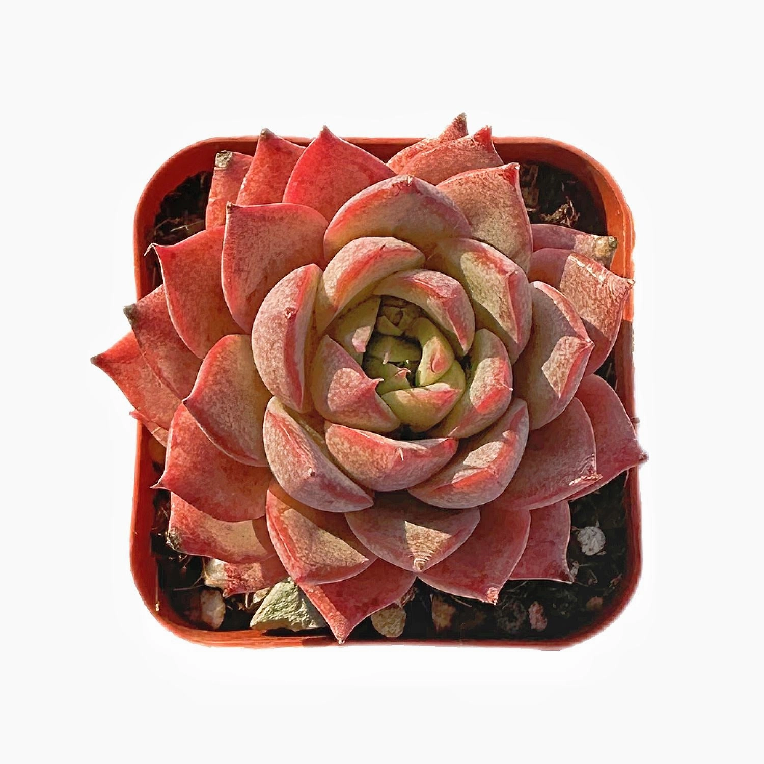 Echeveria Linde Anna