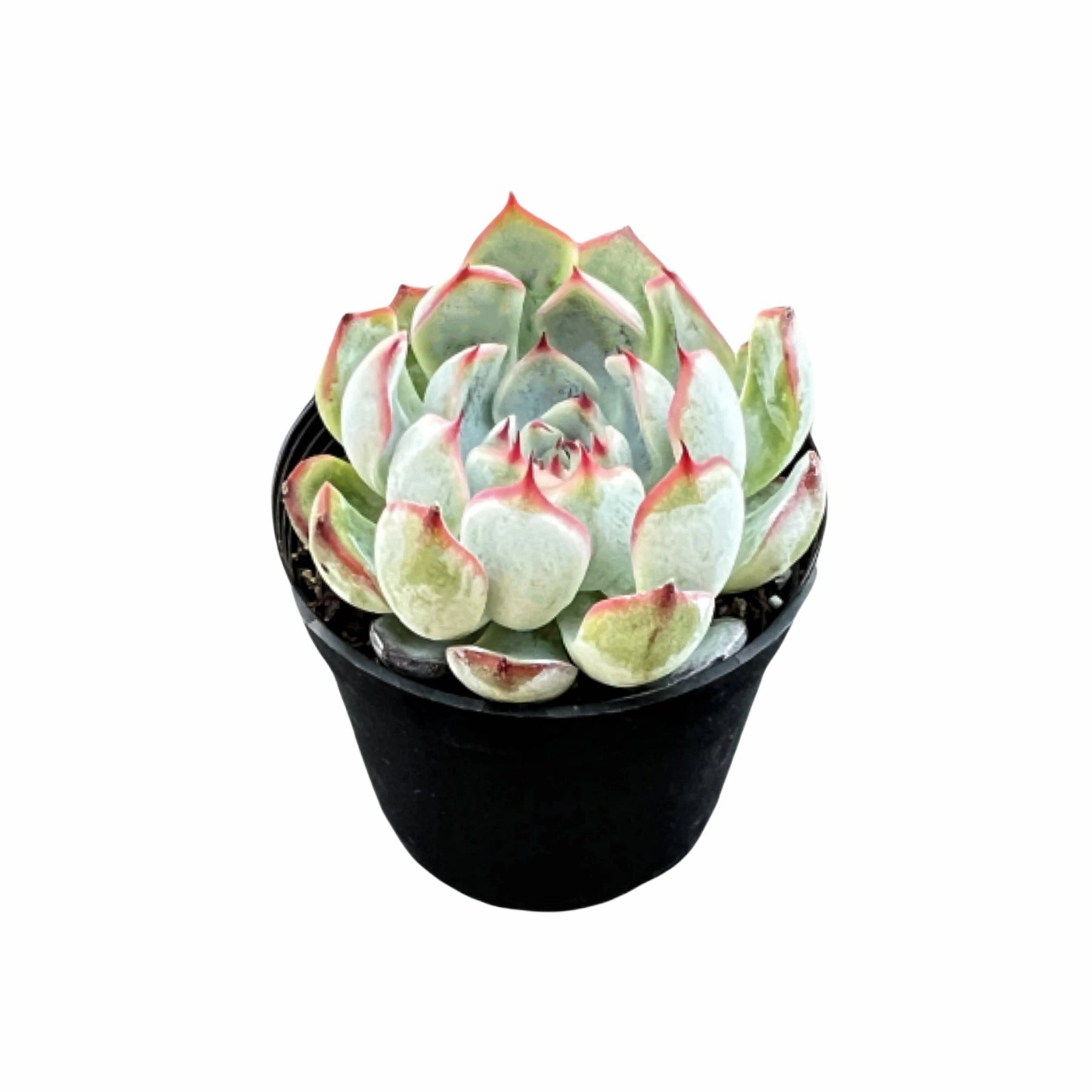 Echeveria Linde Anna