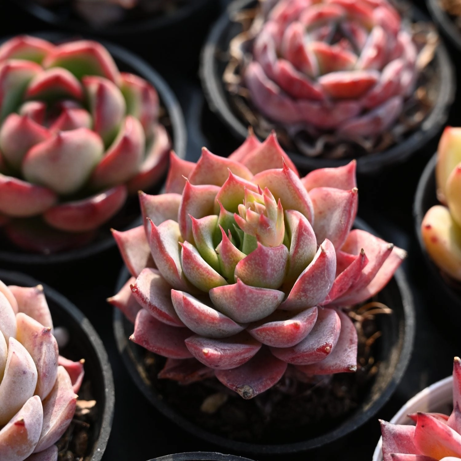Echeveria Linde Anna