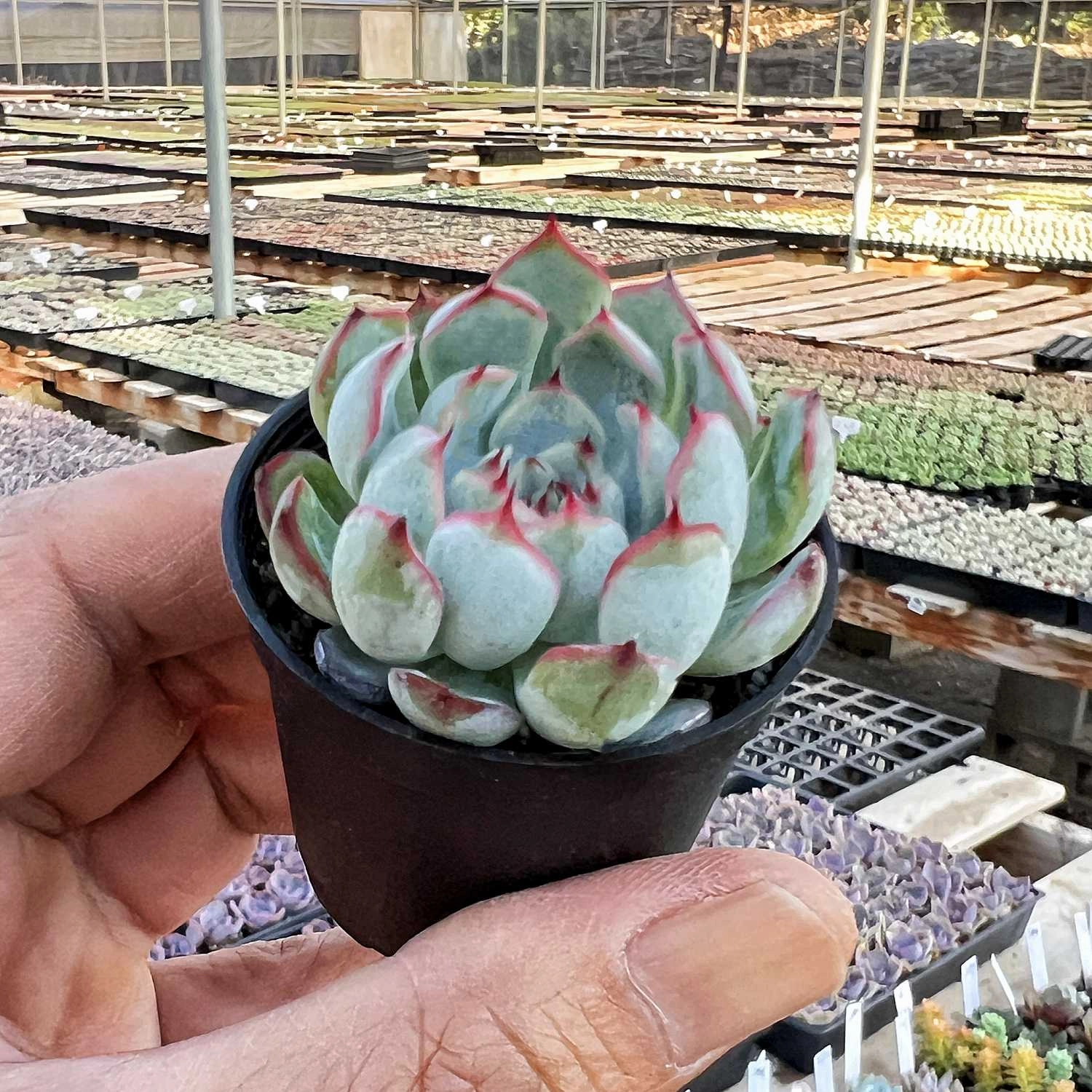 Echeveria Linde Anna
