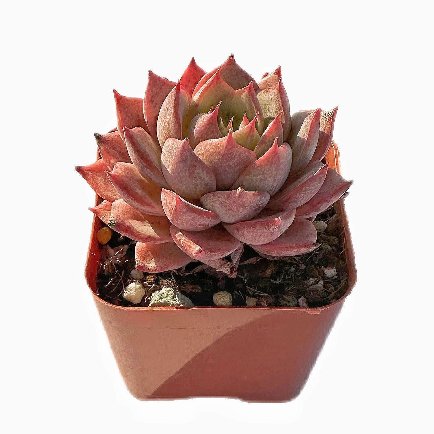 Echeveria Linde Anna