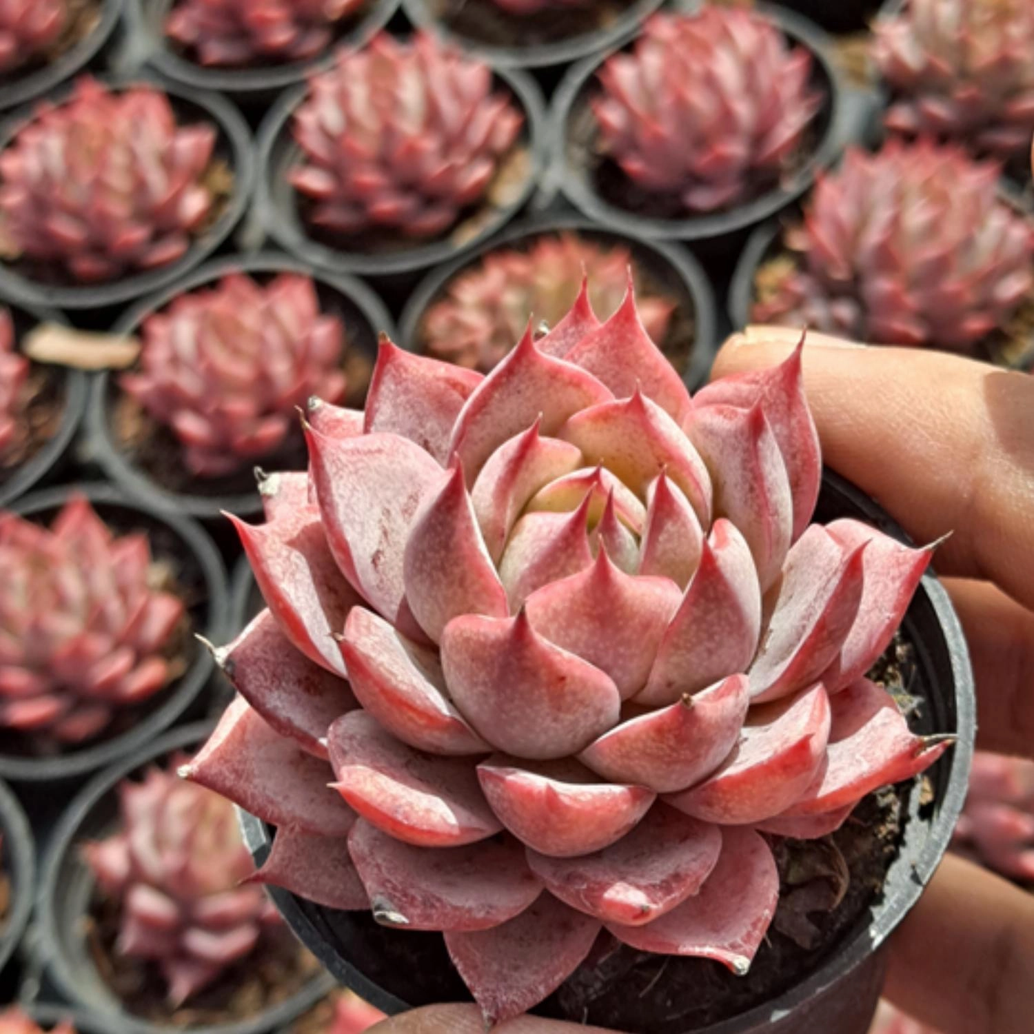 Echeveria Linde Anna