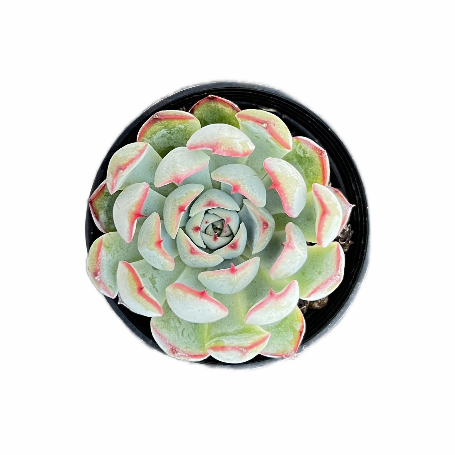 Echeveria Linde Anna mini ornamental plant  