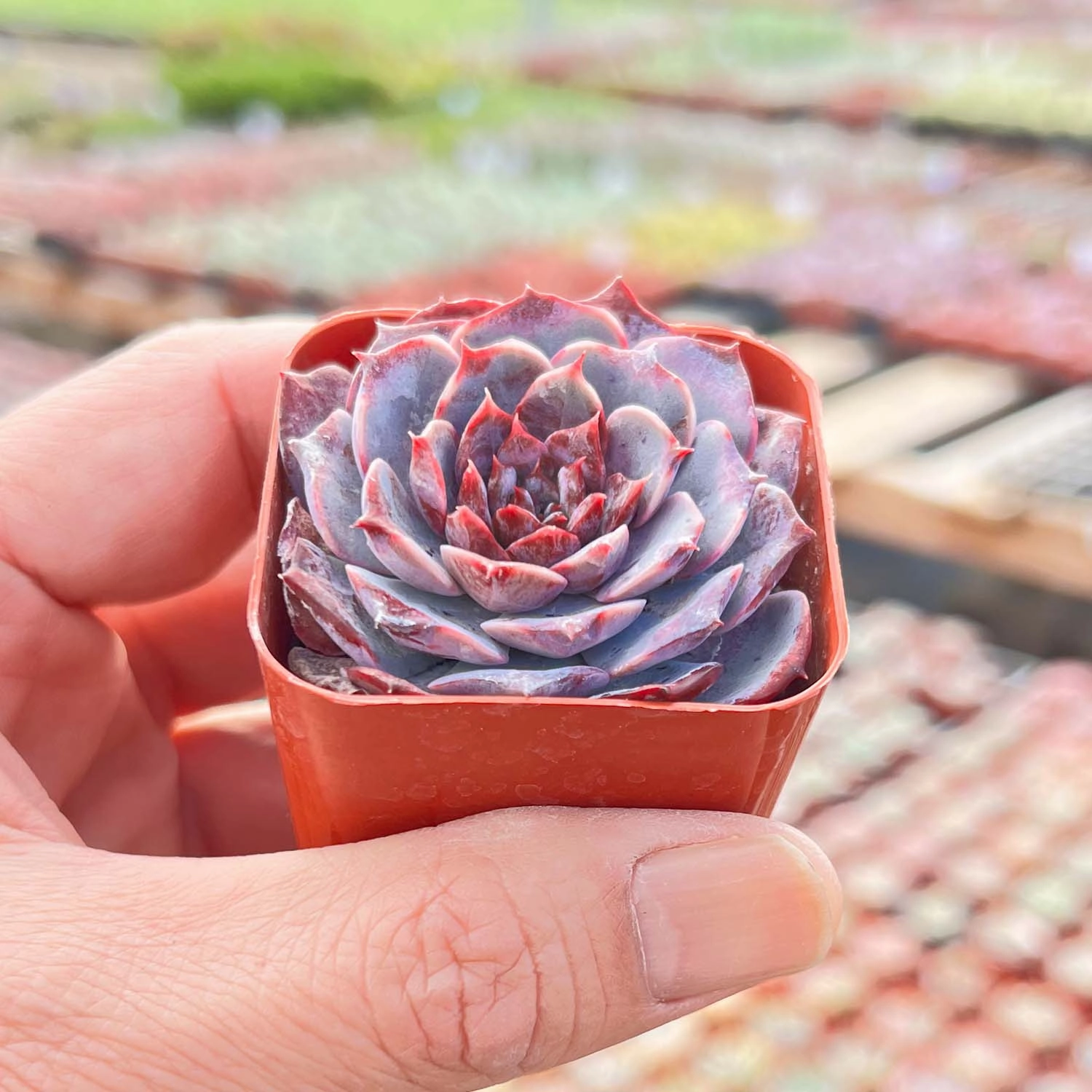Echeveria Lovely Bear