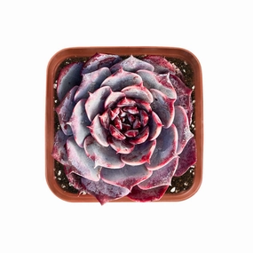 Echeveria Lovely Bear mini ornamental plant  