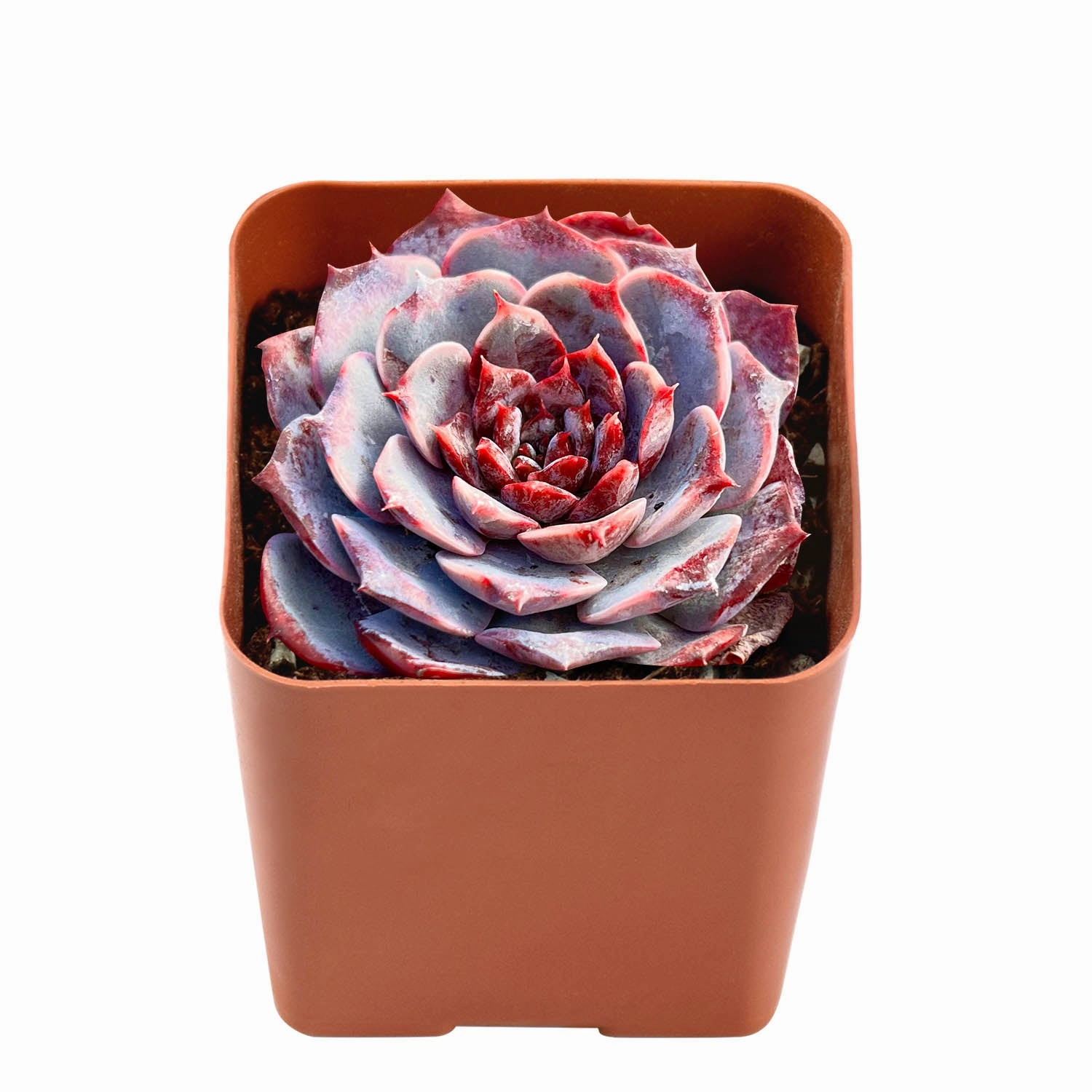 Echeveria Lovely Bear