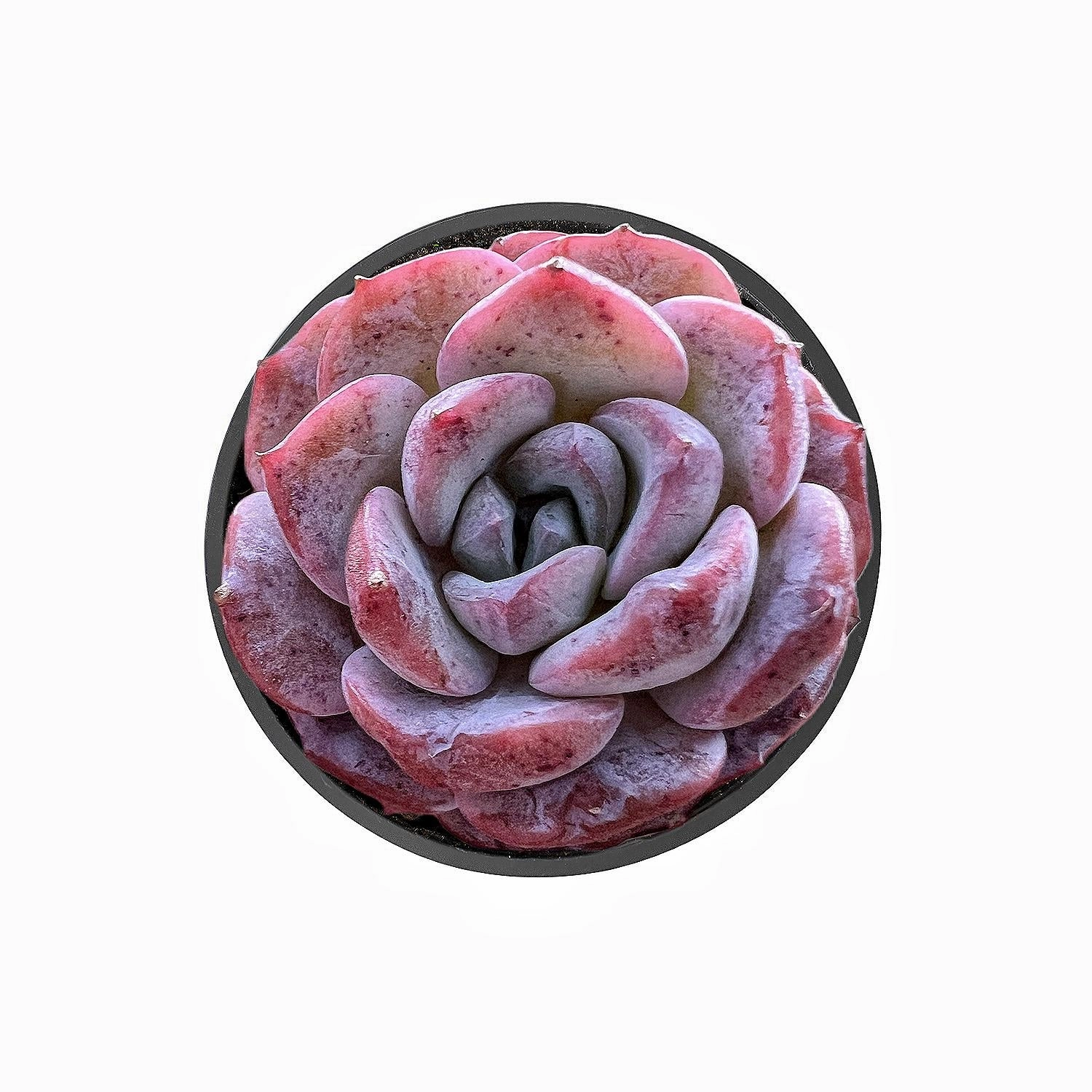 Echeveria Lovely Bear