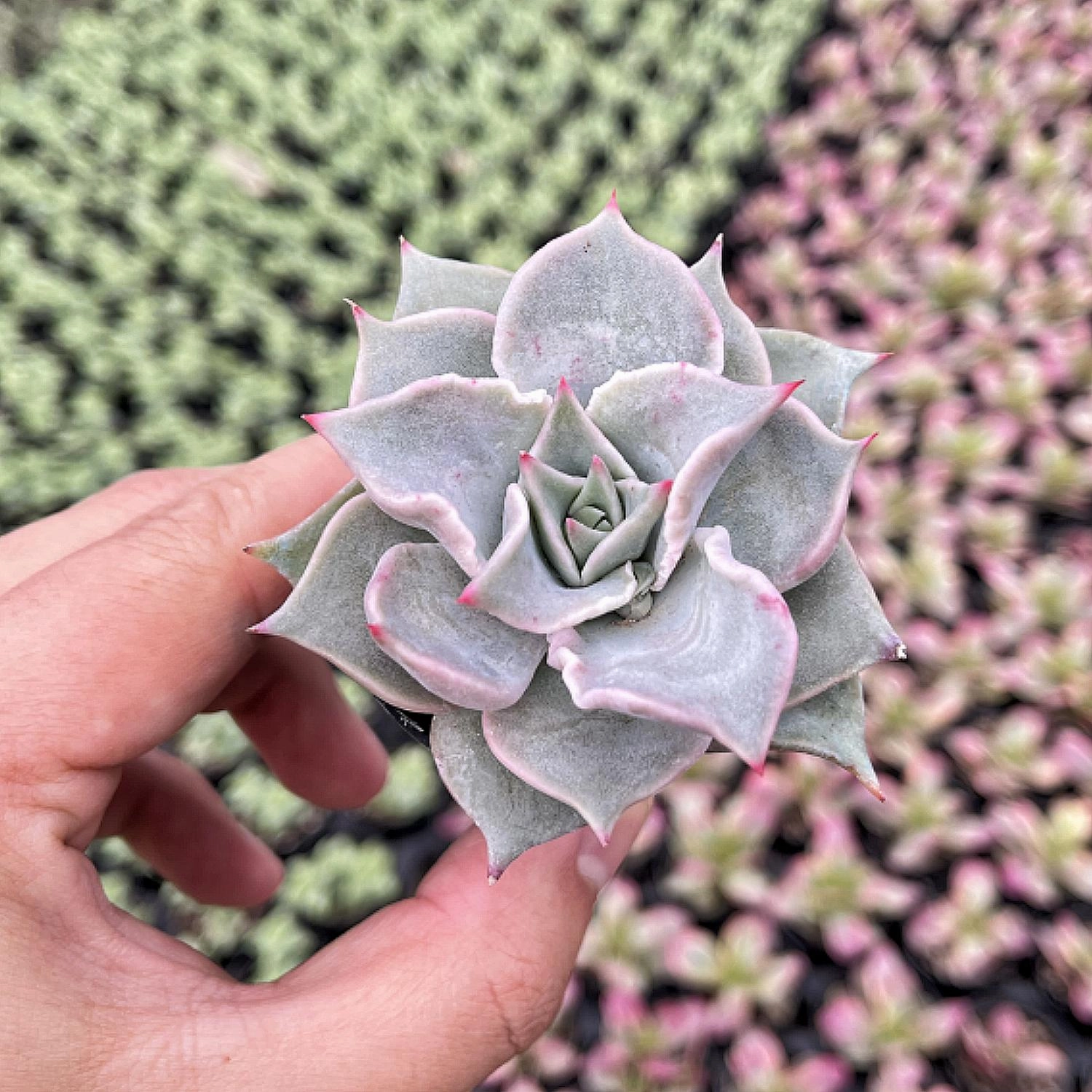Echeveria Madiba