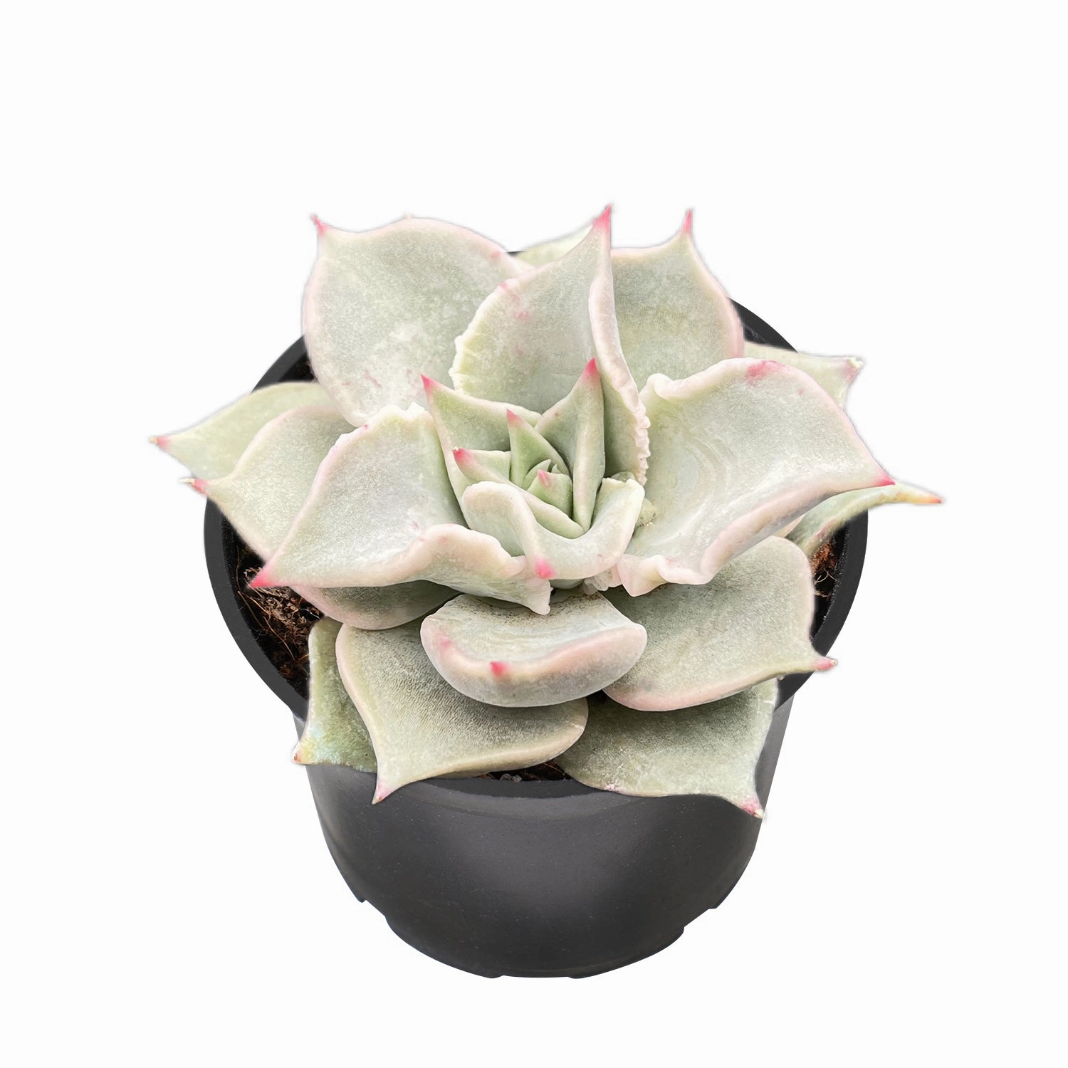 Echeveria Madiba