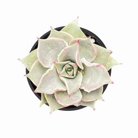 Echeveria Madiba mini ornamental plant  