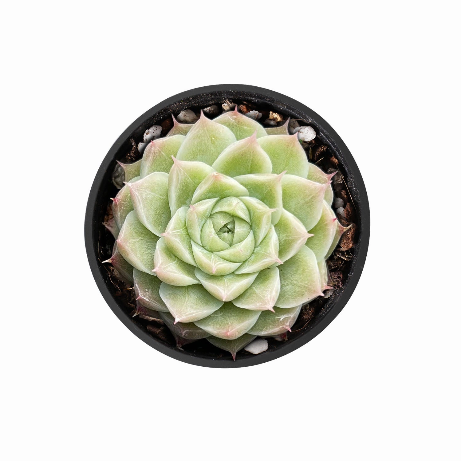 Echeveria Malgan sp. mini ornamental plant  