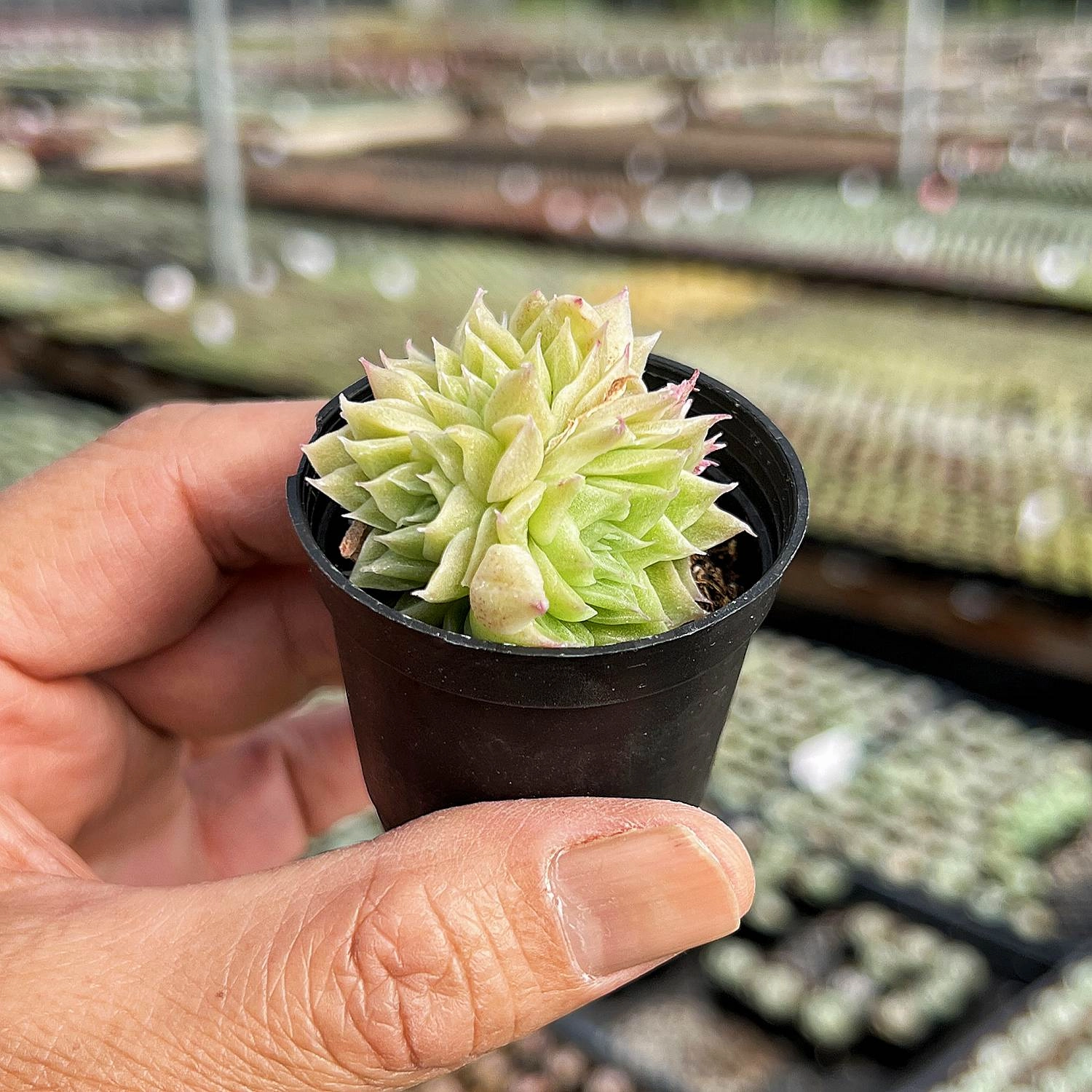 Echeveria Malgan sp.