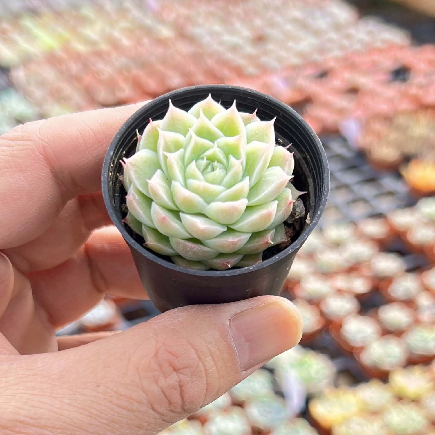 Echeveria Malgan sp.