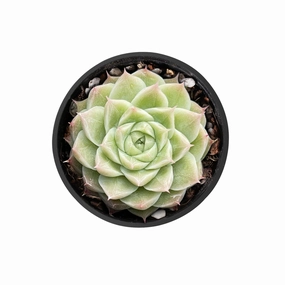 Echeveria Malgan sp. mini ornamental plant  