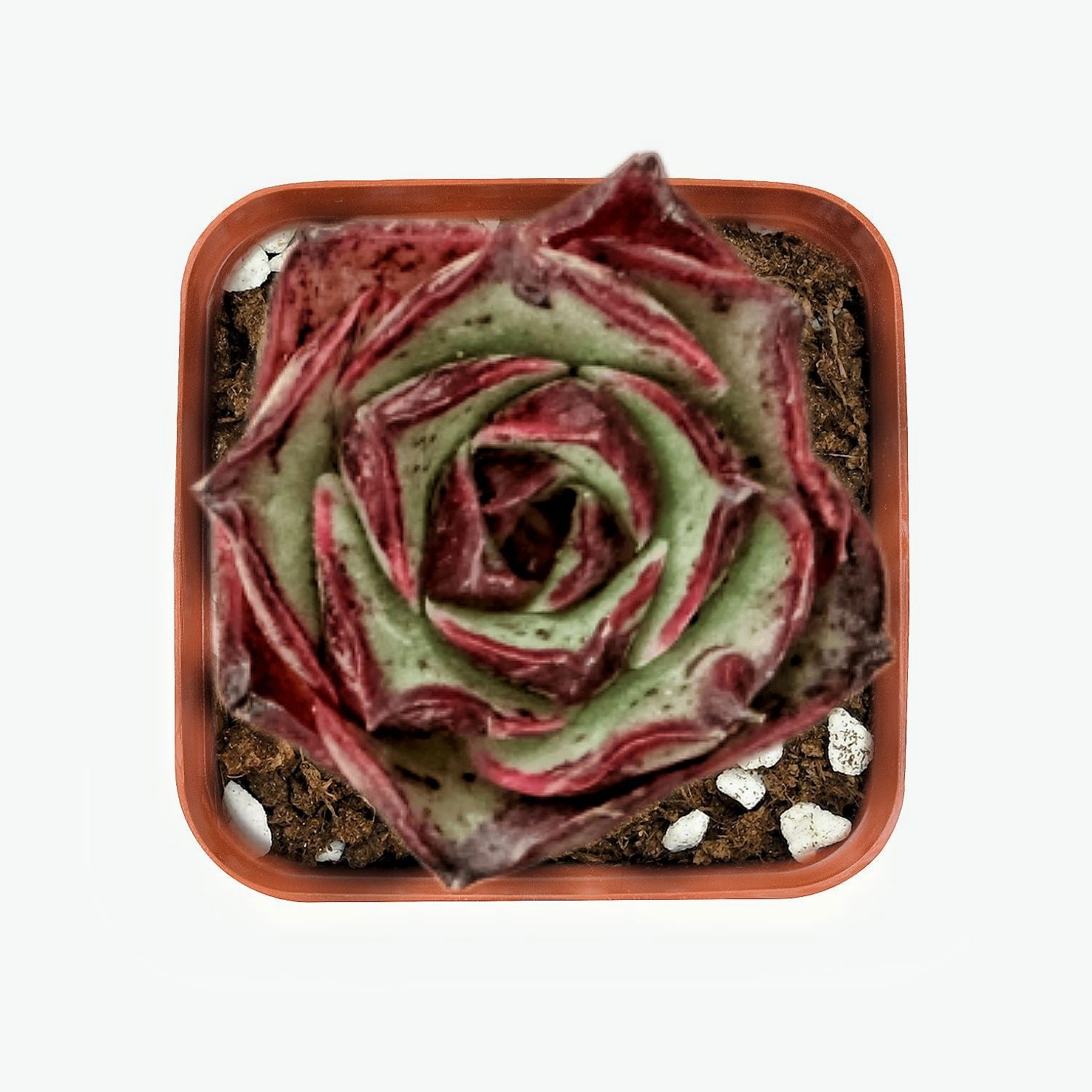 Echeveria Matador