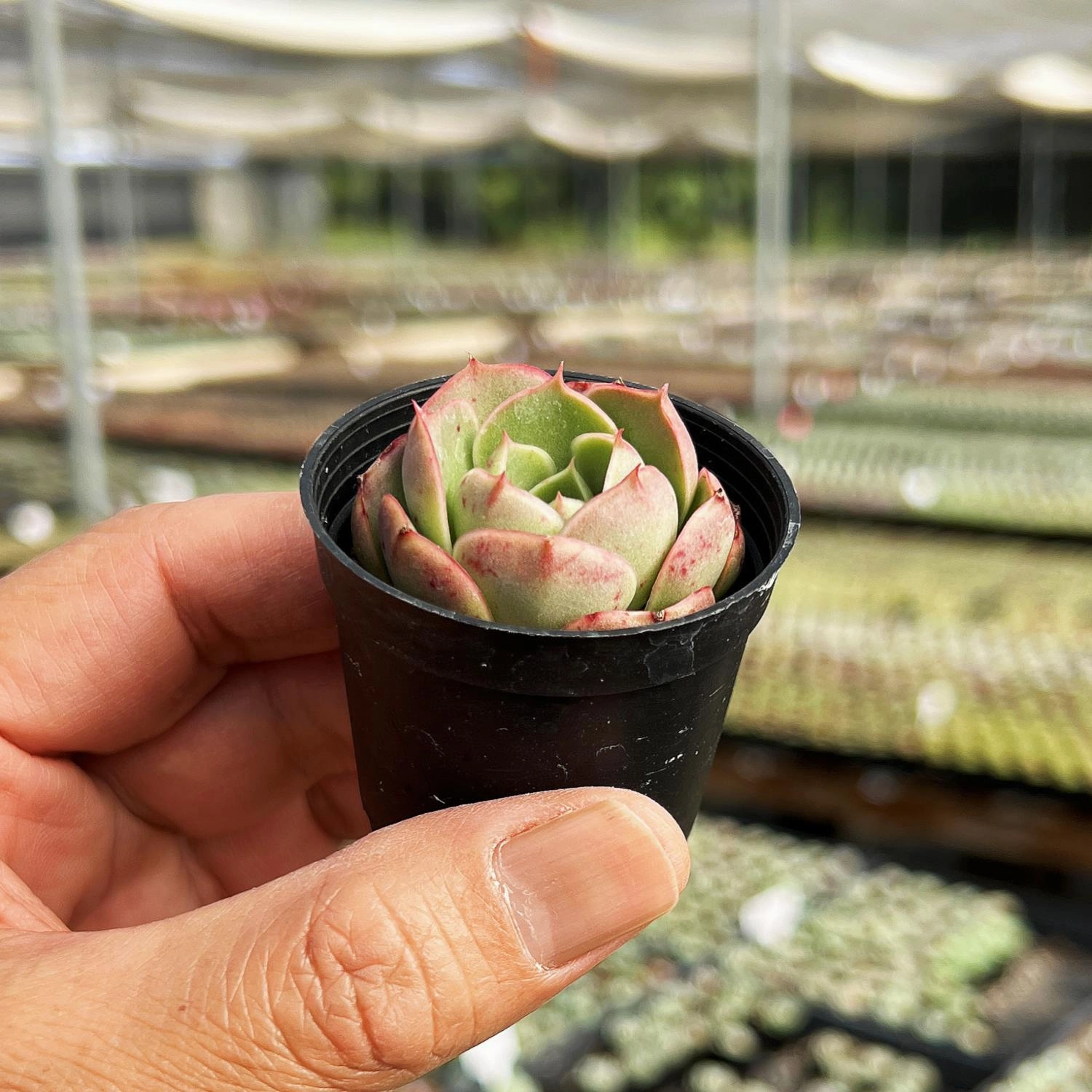 Echeveria Matador