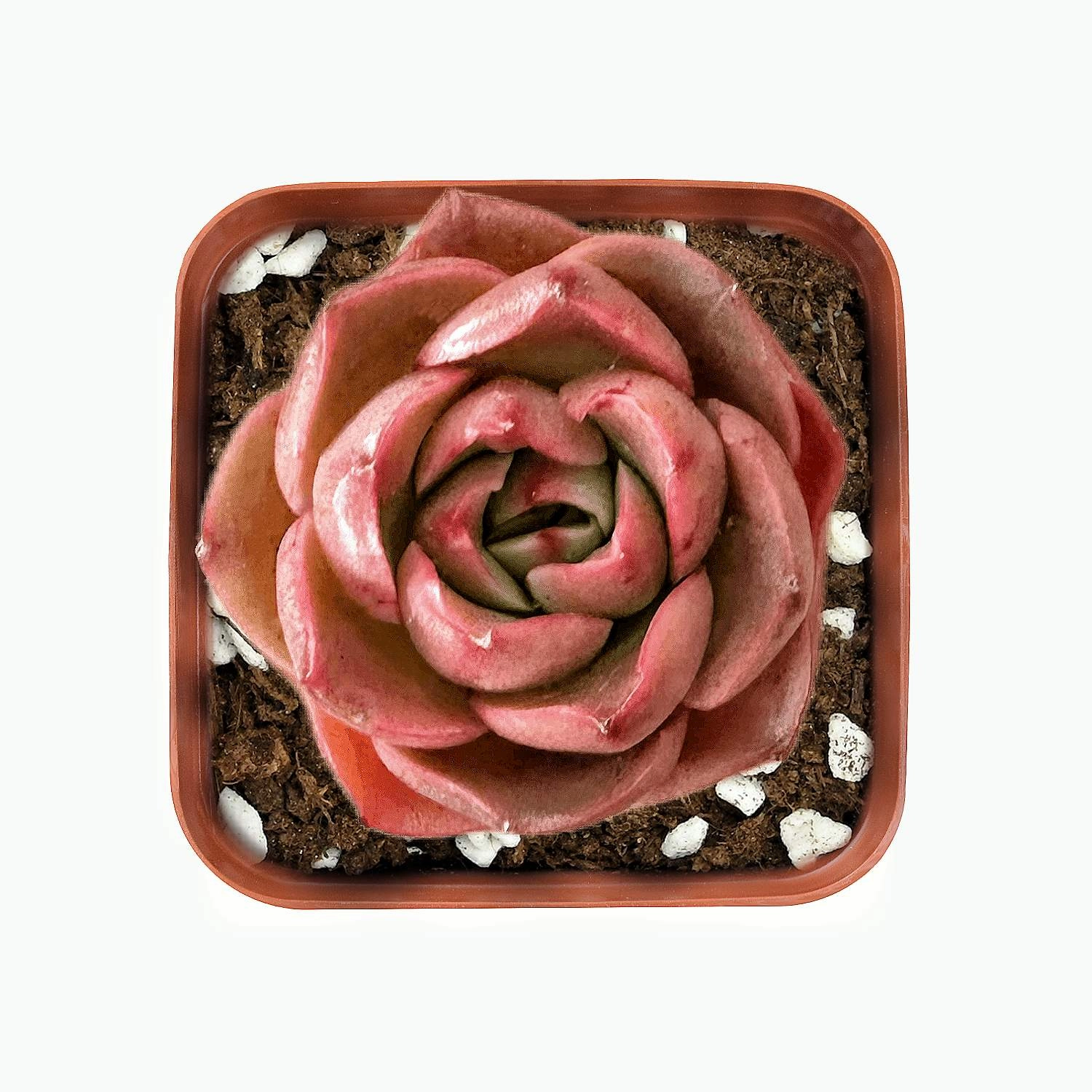 Echeveria Matador mini ornamental plant  