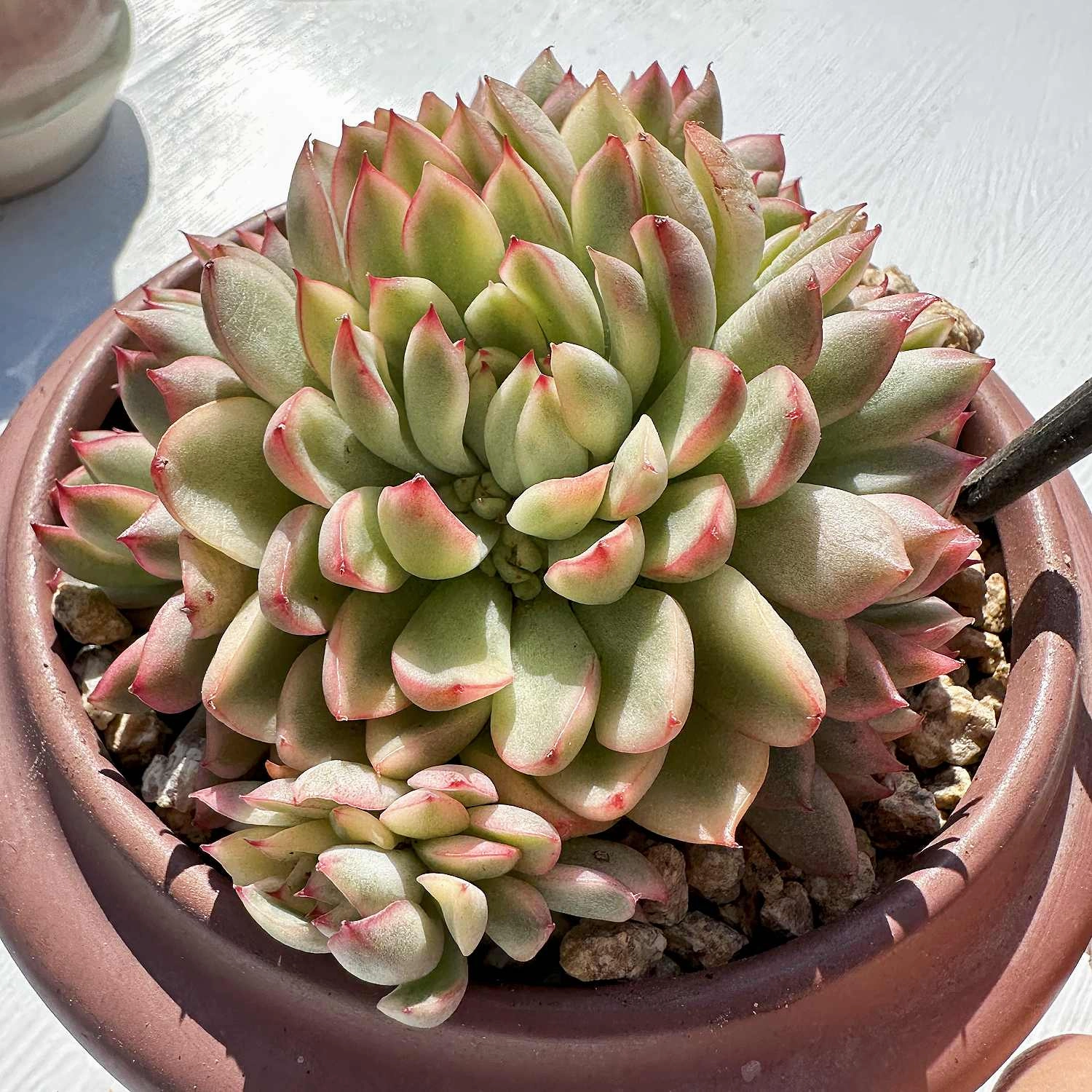 Echeveria Mebina Variegata (4 inch)
