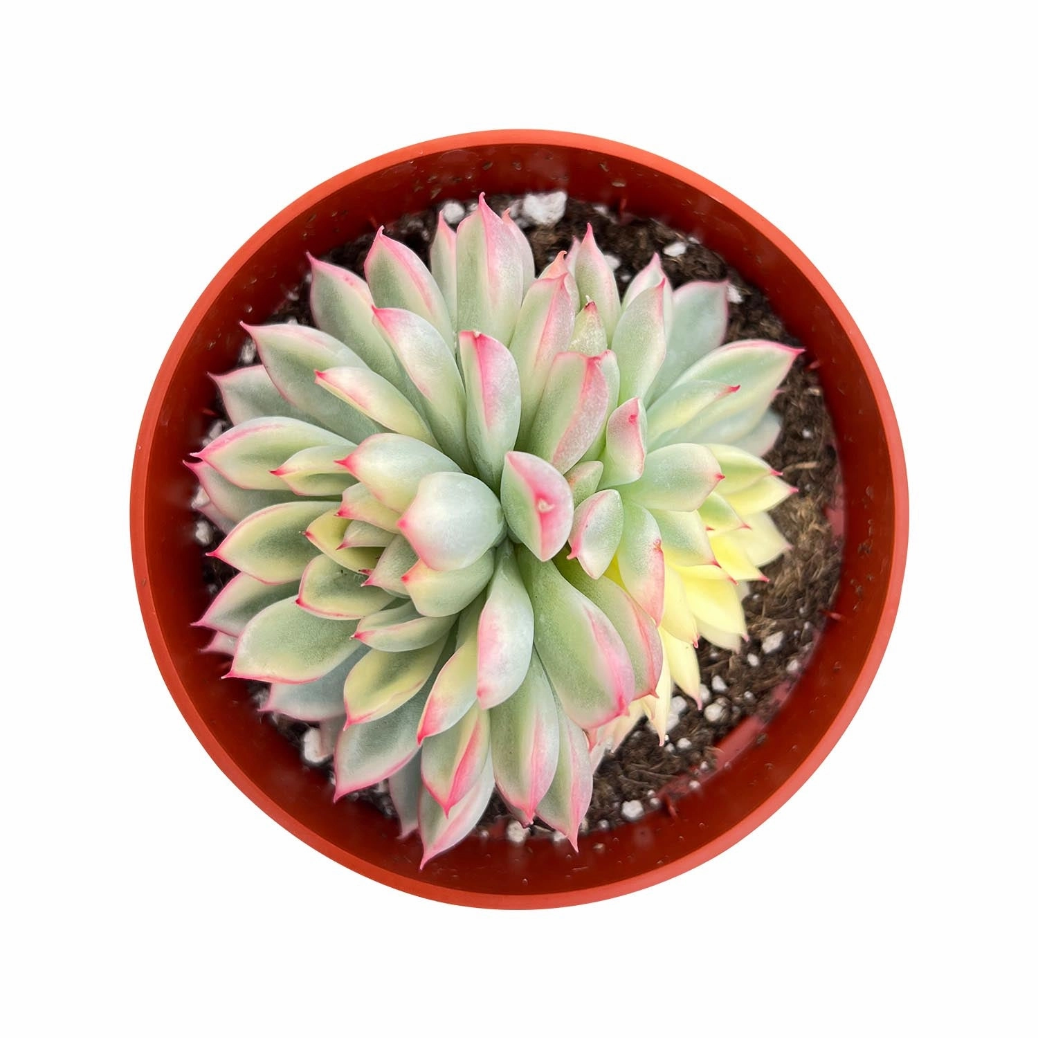 Echeveria Mebina Variegata (4 inch) mini ornamental plant  
