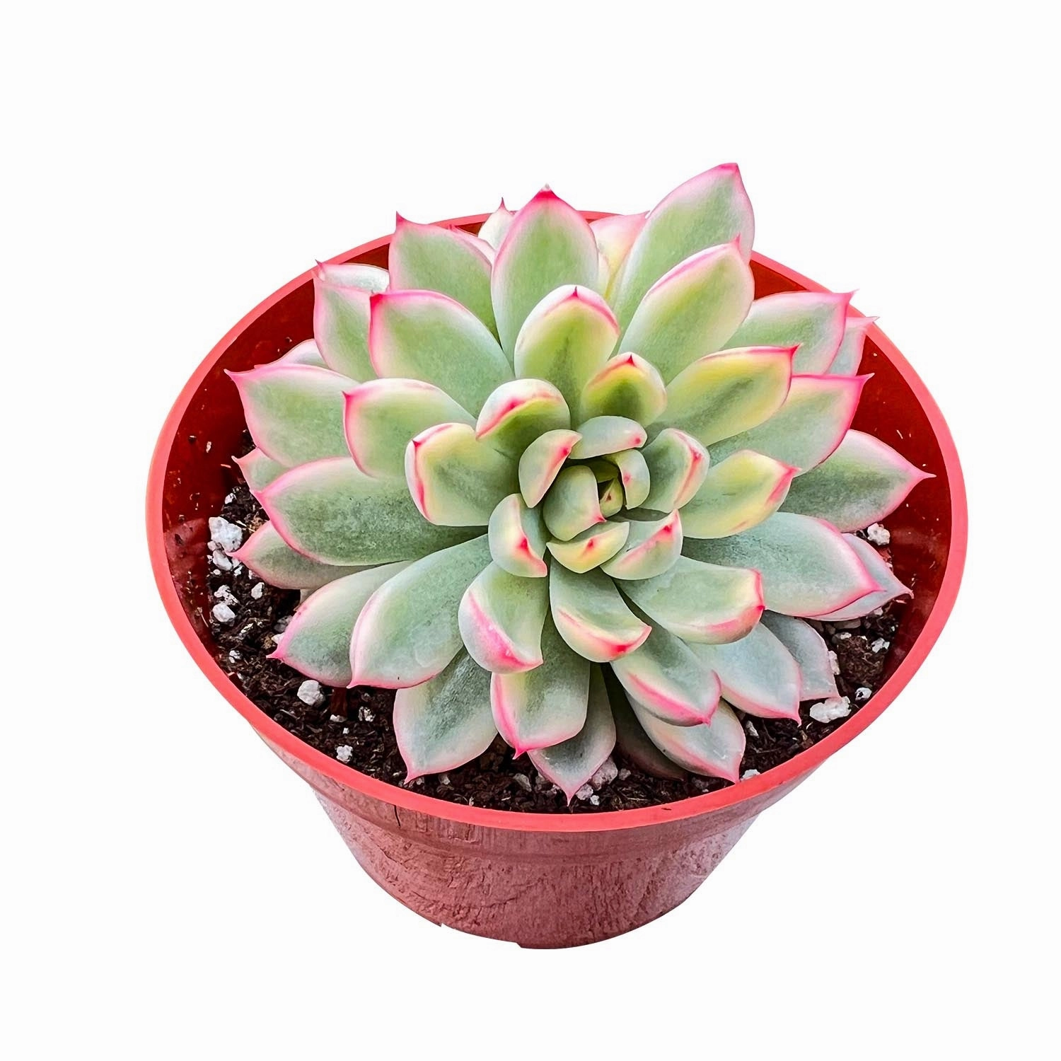 Echeveria Mebina Variegata (4 inch)