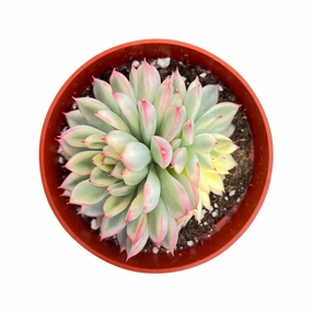 Echeveria Mebina Variegata (4 inch) mini ornamental plant  