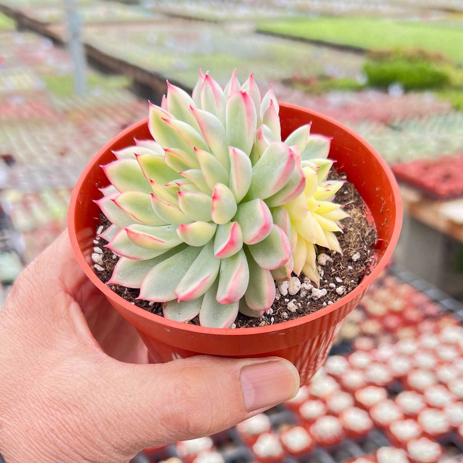Echeveria Mebina Variegata (4 inch)