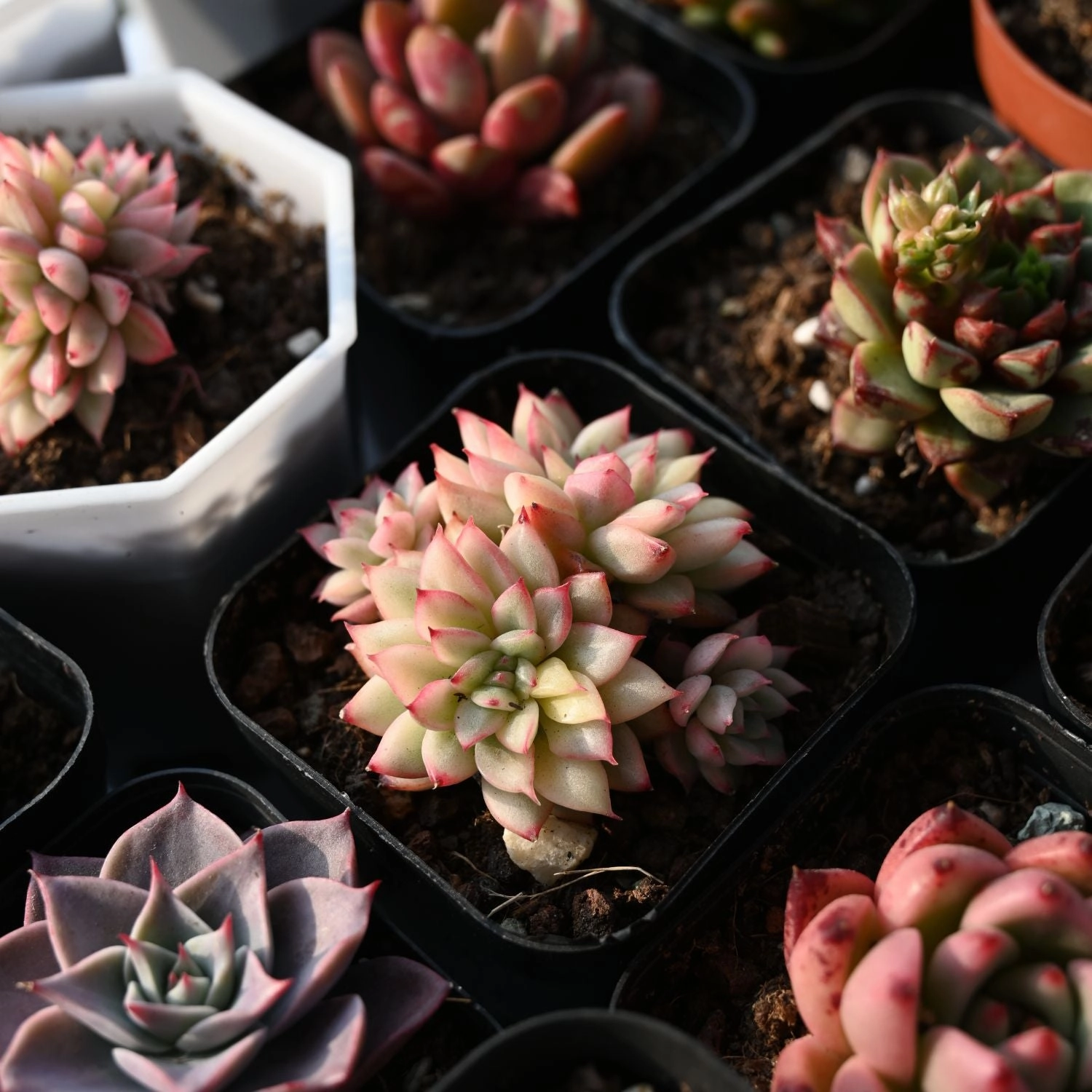 Echeveria Mebina Variegata