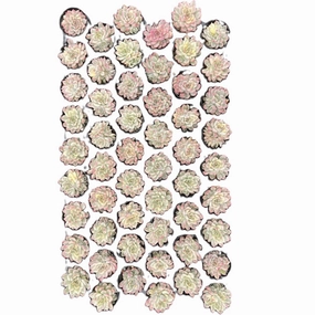 Echeveria Mebina Variegata Bulk 54 Tray - 2in Pot mini ornamental plant  