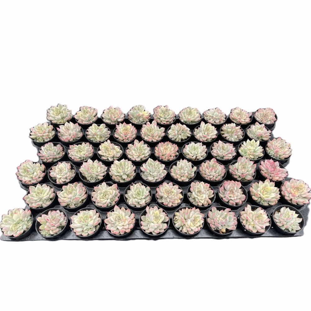 Echeveria Mebina Variegata Bulk 54 Tray - 2in Pot