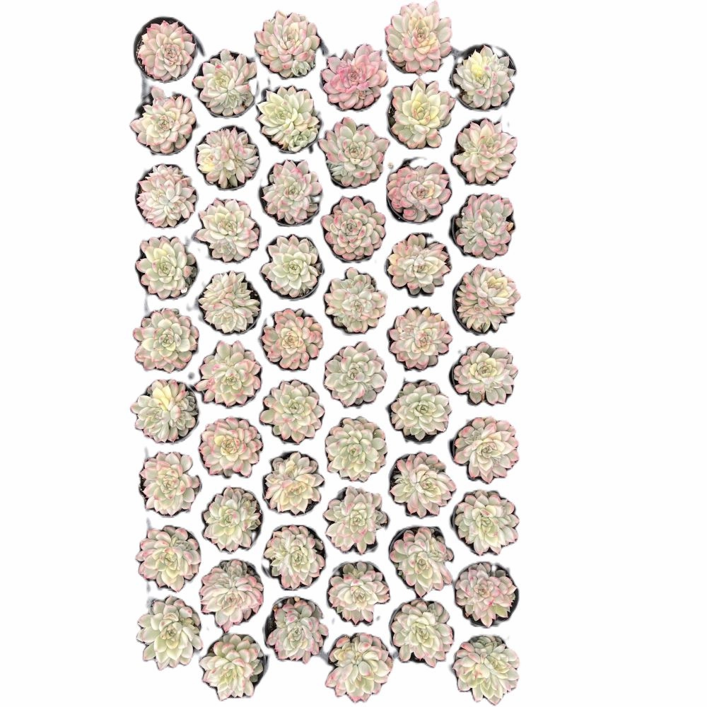 Echeveria Mebina Variegata Bulk 54 Tray - 2in Pot mini ornamental plant  