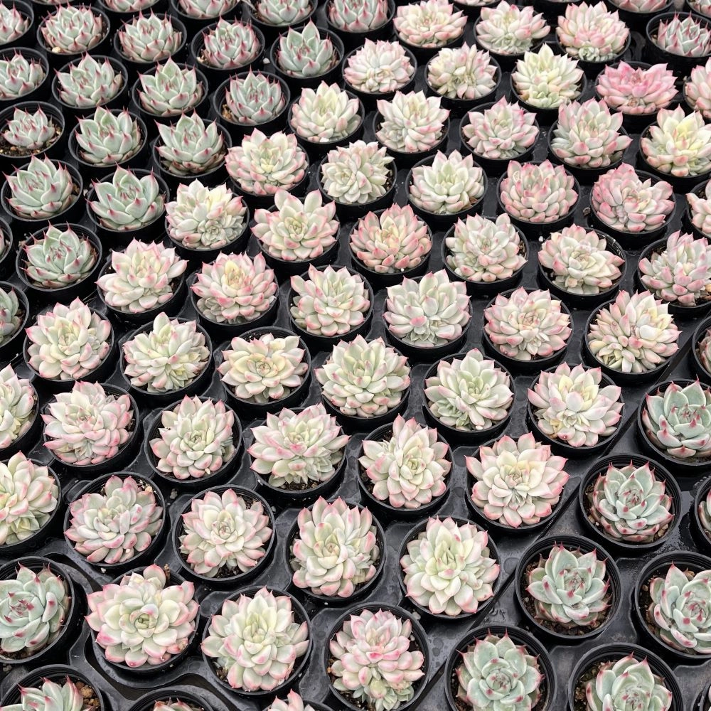 Echeveria Mebina Variegata Bulk 54 Tray - 2in Pot