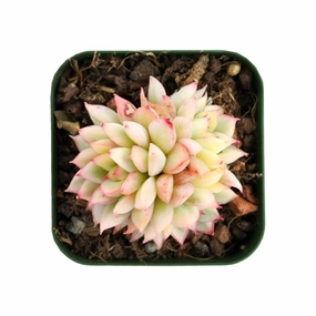 Echeveria Mebina Variegata mini ornamental plant  