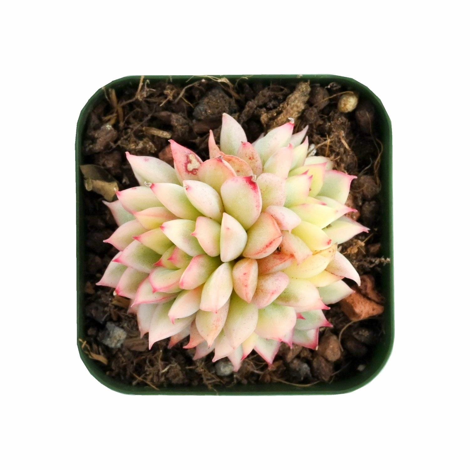Echeveria Mebina Variegata mini ornamental plant  