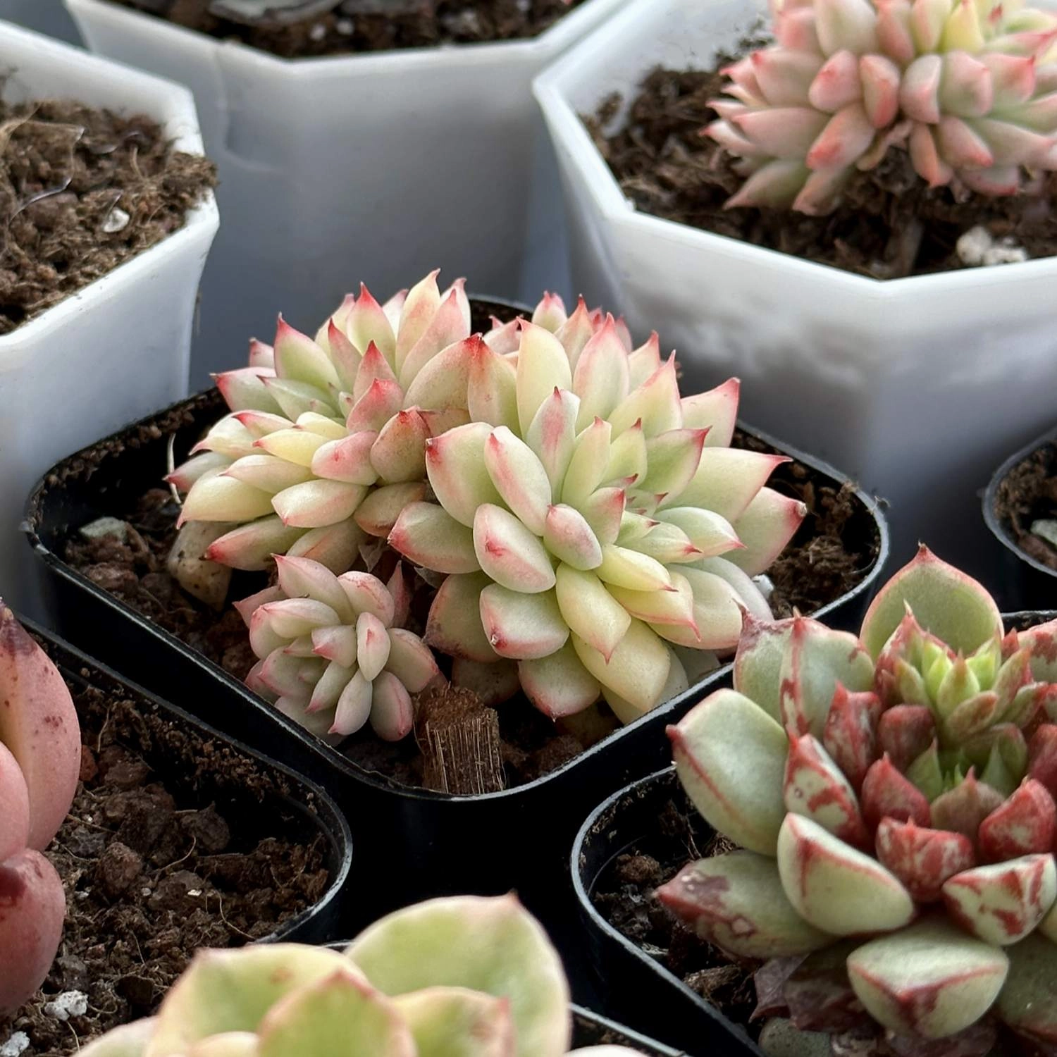 Echeveria Mebina Variegata