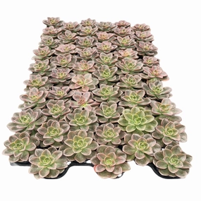 Echeveria Melaco Bulk 54 Tray - 2in Pot mini ornamental plant  
