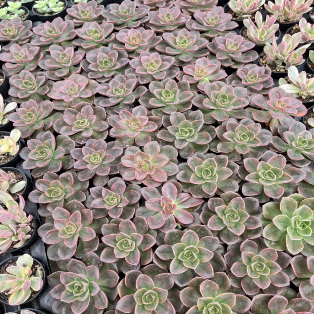 Echeveria Melaco Bulk 54 Tray - 2in Pot
